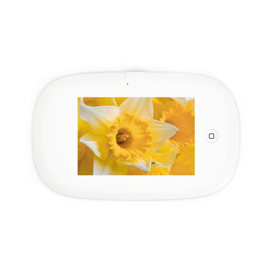 UV Phone Sanitizer with Wireless Charger – Daffodil Daylight
