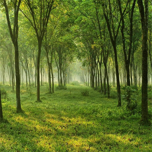 10X10Ft Quiet Forest Trees Backdrop Woods Meadow Groves Grass Ground Photography Background Outdoor Summer Natural Scenery Photo Studio Props Girl Boy Child Artistic Portrait Vinyl Wallpaper